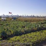Brooklyn Grange