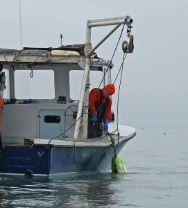 long island sound oystering