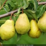 pears